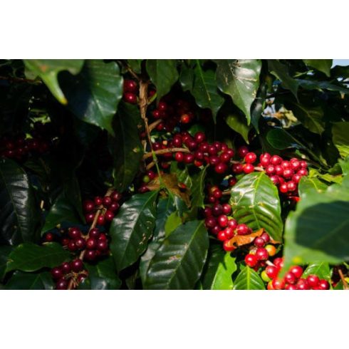 GUATEMALA Specialty szemes kávé -250 GR