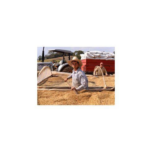 Brazil Yellow Bobolink szemes kávé 300 gr