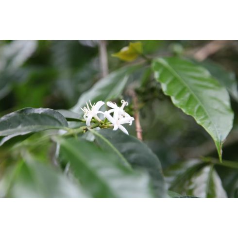 Columbia Narino szemes kávé 1 kg