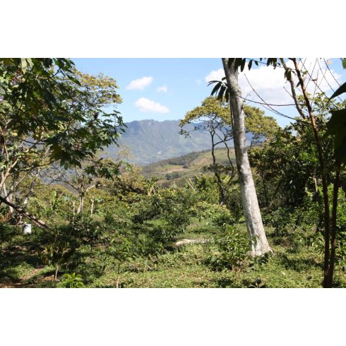 Mexico Chiapas koffeinmentes szemes kávé 300 gr