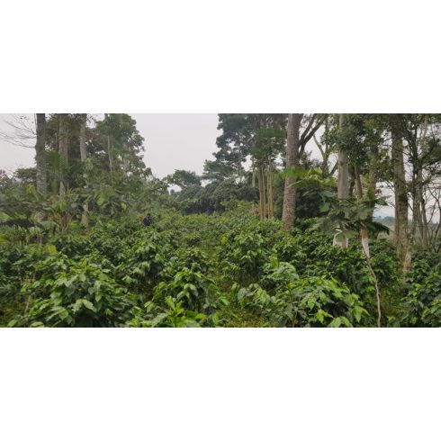 Mexico Chiapas koffeinmentes szemes kávé 500 gr