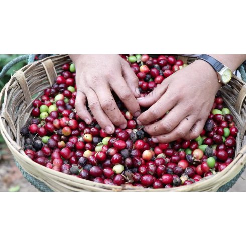 Mexico Chiapas koffeinmentes szemes kávé 500 gr