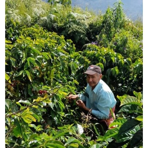 Honduras Montecillos Specialty szemes kávé  250g