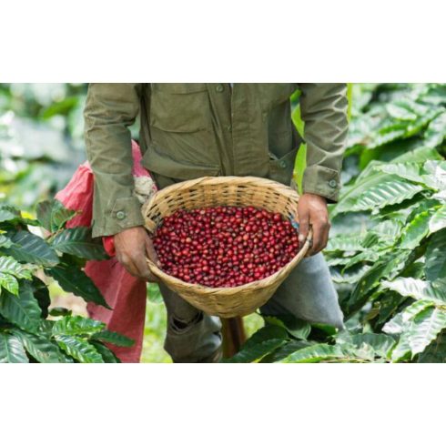 LA MOCCA Specialty szemes kávé válogatás 