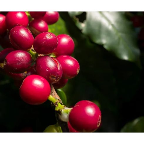 LA MOCCA Specialty szemes kávé válogatás 