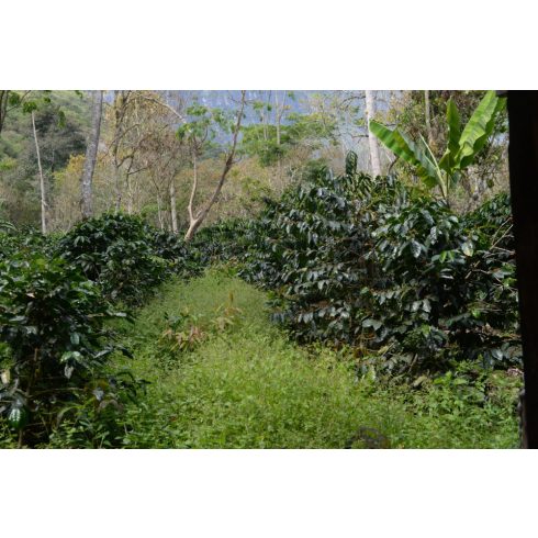 Peru Jaen Cajamarca szemes kávé   300 gr