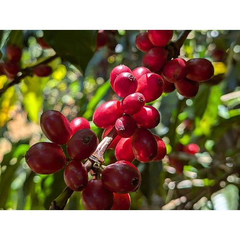 Winter Blend szemes kávé 500 gr